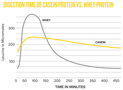 Keto Store NZ | Muscle Nation | Custard Casein Protein | Casein Digestion vs Whey Protein